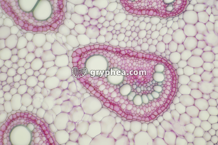 Pétiole de fougère CT x40 - gryphea.com